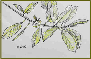Photo_2
